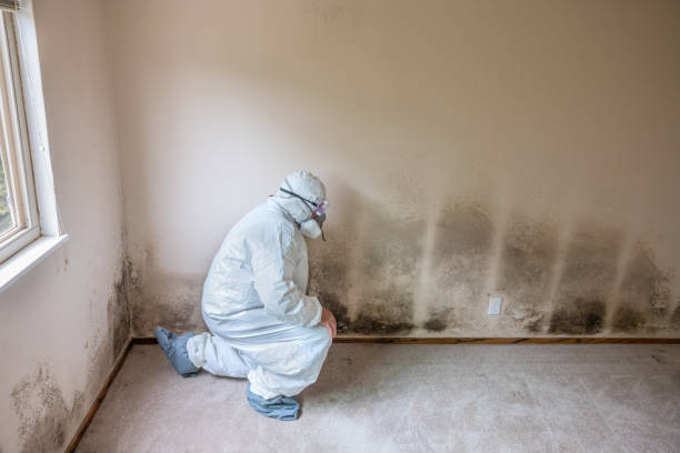 Best Certified Mold Removal  in Crystal Lakes, OH