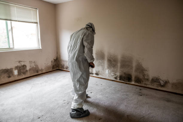 Best Mold Remediation Experts  in Crystal Lakes, OH