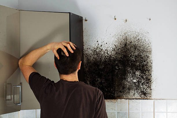 Best Same-Day Mold Removal  in Crystal Lakes, OH