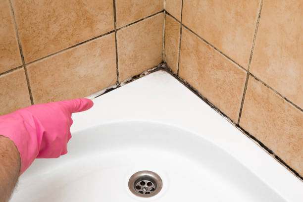 Best Local Mold Removal Service  in Crystal Lakes, OH